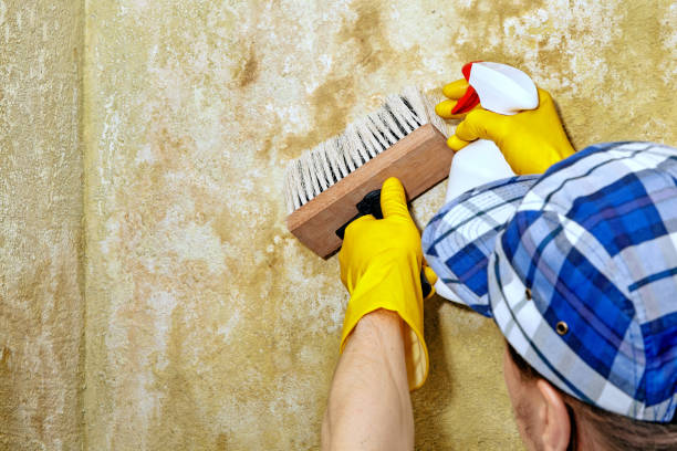 Best Basement Mold Removal  in USA